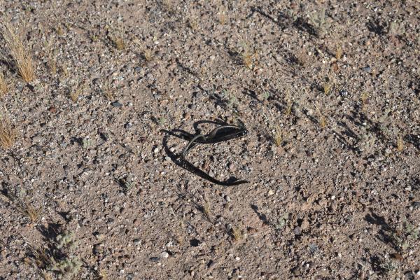 Cryptids, Entities, EVP, Folklore, Ghosts, Haunted, Haunted locations, hunting, Mediums Ghost, Mysteries Supernatural Investigations Paranormal, Occult, Poltergeist, Psychic, s Urban legends, Séance, Spirits, Unexplained