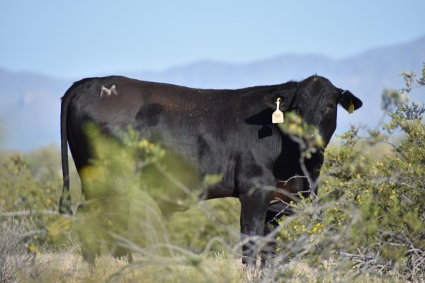 Cryptids, Entities, EVP, Folklore, Ghosts, Haunted, Haunted locations, hunting, Mediums Ghost, Mysteries Supernatural Investigations Paranormal, Occult, Poltergeist, Psychic, s Urban legends, Séance, Spirits, Unexplained