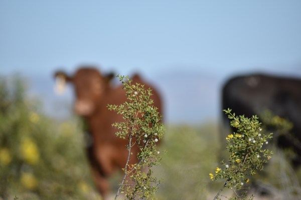 Cryptids, Entities, EVP, Folklore, Ghosts, Haunted, Haunted locations, hunting, Mediums Ghost, Mysteries Supernatural Investigations Paranormal, Occult, Poltergeist, Psychic, s Urban legends, Séance, Spirits, Unexplained