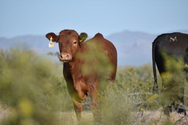 Cryptids, Entities, EVP, Folklore, Ghosts, Haunted, Haunted locations, hunting, Mediums Ghost, Mysteries Supernatural Investigations Paranormal, Occult, Poltergeist, Psychic, s Urban legends, Séance, Spirits, Unexplained